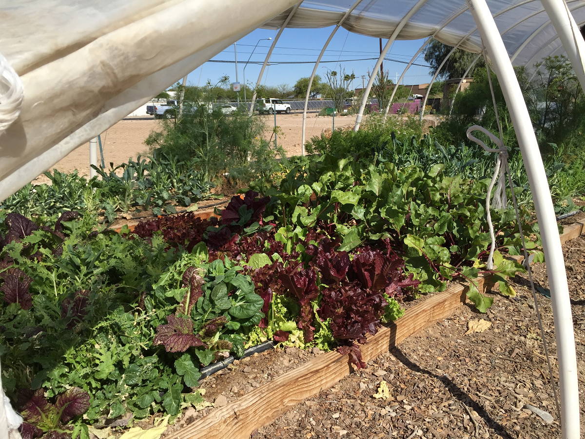 Arizona Specialty Crops | The University of Arizona | College of  Agriculture and Life Sciences